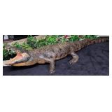 11 Ft. African Nile Crocodile from Zambia Full Bod