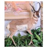 Pronghorn Full Body Taxidermy Mount On Wood & Habi