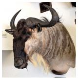 SCI #62 in World GOLD MEDAL White Bearded Wildebee