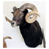 Black Sheep Shoulder Mount Taxidermy