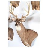 10 Point Whitetail Deer Taxidermy Shoulder Mount