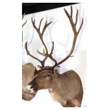 SCI GOLD MEDAL Swedish Reindeer Taxidermy Shoulder