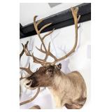 Mountain Caribou Taxidermy Shoulder Mount INDIANA
