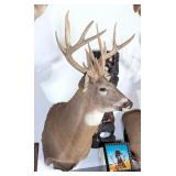 Very Large 13 Point Whitetail Deer Taxidermy Shoul
