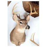 8 Point Whitetail Deer Taxidermy Shoulder Mount