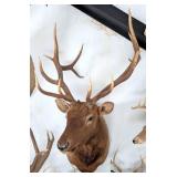 7 x 6 Bull Elk Taxidermy Shoulder Mount