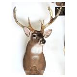 10 Point Whitetail Deer Shoulder Mount Taxidermy