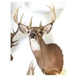 13 Point Whitetail Deer Shoulder Mount Taxidermy