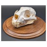 Mountain Lion / Cougar Skull Taxidermy Mount on Eu
