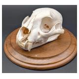 Mountain Lion / Cougar Skull Taxidermy Mount on Eu