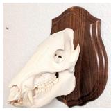 Javalina Skull Taxidermy Mount on European Style W