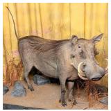 Large African Warthog Full Body Taxidermy Mount