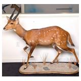 African Bushbuck Full Body Taxidermy Mount on Wood