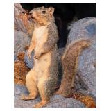 Upright Red Squirrel Full Body Taxidermy Mount