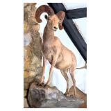 Desert Sheep Full Body Taxidermy Wall Mount on Hab