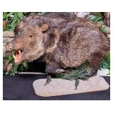 Javelina Full Body Taxidermy Mount on Habitat Base