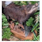 Javelina Full Body Taxidermy Mount on Rolling Wood