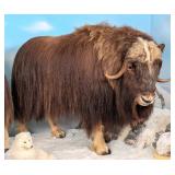 Greenland Musk Ox Full Body Taxidermy Mount