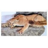 Mountain Lion / Cougar Full Body Taxidermy Wall Mo