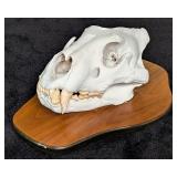 SCI SILVER MEDAL CLASS South African Lion Skull Ta