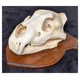 SCI BRONZE MEDAL CLASS African Lion Skull Taxiderm