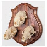 Triple Skull Mount HONEY BADGER, Jackal, and Civic
