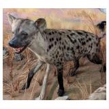 Dark Coloration Walking African Hyena Full Body Ta