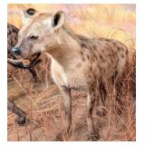 Hyena Standing Full Body Taxidermy Mount