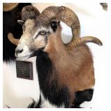 Corsican Sheep Shoulder Mount Taxidermy