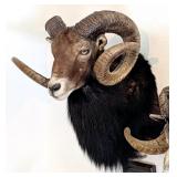Mouflon Sheep Shoulder Mount Taxidermy