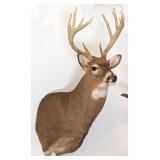 11 Point Whitetail Deer Free Range Shoulder Mount