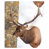 6x6 Bull Elk Shoulder Mount Taxidermy