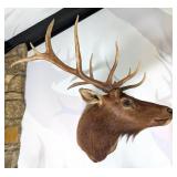 7x5 Bull Elk Shoulder Mount Taxidermy