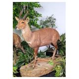 Large Chobe Bushbuck Full Body Taxidermy Mount on
