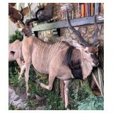 Lord Derby Eland Full Body Taxidermy Mount on Habi