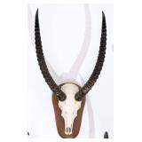 Red Lechwe Skull Taxidermy Mount On European Style