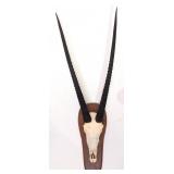 African Gemsbok Skull Taxidermy on European Style