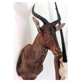 African Tsessebe Shoulder Mount Taxidermy