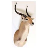 African Red Lechwe Shoulder Mount Taxidermy INDIAN