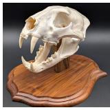 SCI BRONZE MEDAL CLASS African Leopard Skull Taxid
