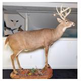 Monster Whitetail Buck Full Body Taxidermy Mount o