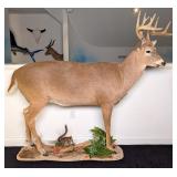 9 Point Whitetail Buck Full Body Taxidermy Mount o
