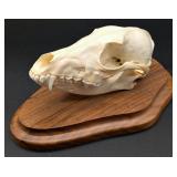 Fox Skull Taxidermy Mount on European Style Wood