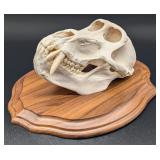 Baboon Skull Taxidermy Mount on European Style Woo