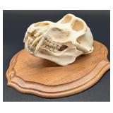 Baboon Skull Taxidermy Mount on European Style Woo