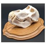 Baboon Skull Taxidermy Mount on European Style Woo