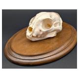 South African Caracal Skull Taxidermy Mount on Eur
