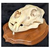 SCI SILVER MEDAL CLASS African Lion Skull Taxiderm