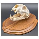 Mountain Lion / Cougar Skull Taxidermy Mount on Eu