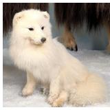 Seated Arctic Fox Full Body Taxidermy Mount